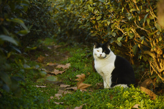 茶园里的流浪猫