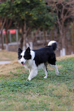 自由玩耍的边境牧羊犬