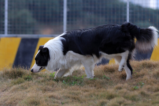 寻找气味的牧羊犬