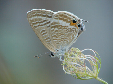 枯草上的一只亮灰蝶