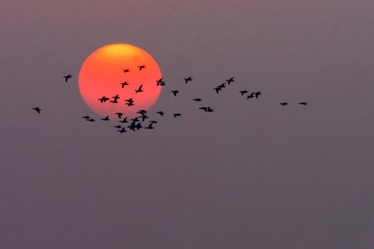 夕阳鸟群