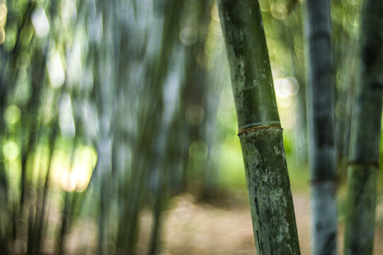 茂密竹林