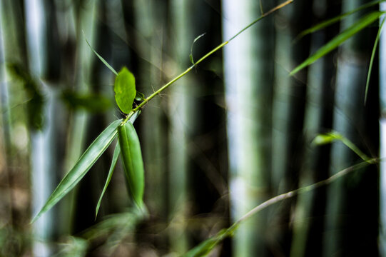 茂密竹林