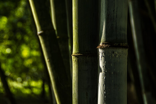 茂密竹林