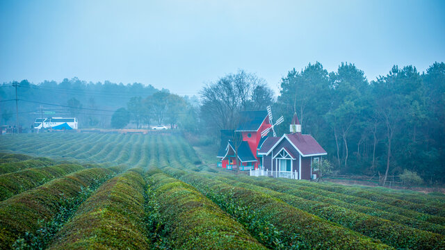 生态茶园