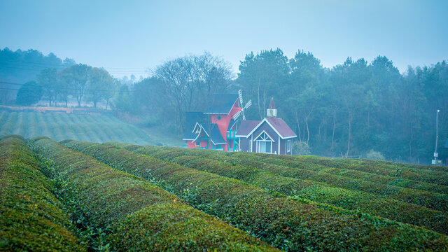 生态茶园