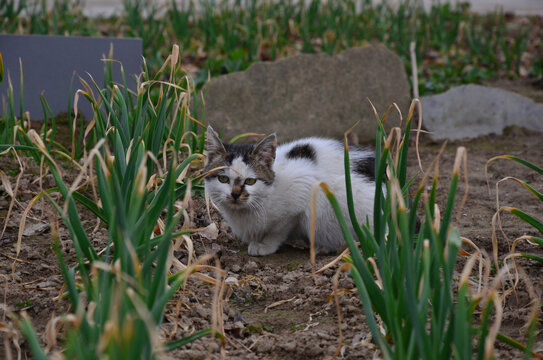 菜地里的小花猫