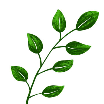 绿色植物叶子插画元素