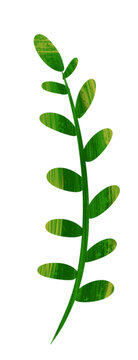 绿色植物小叶子插画元素