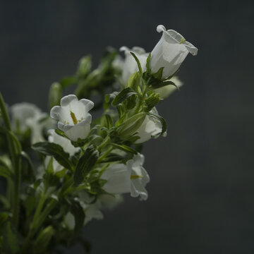 白色风铃花特写