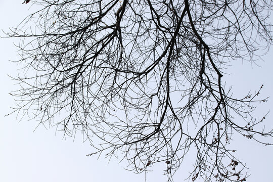 冬天的枯树枝