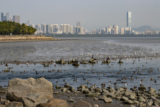 深圳湾候鸟群