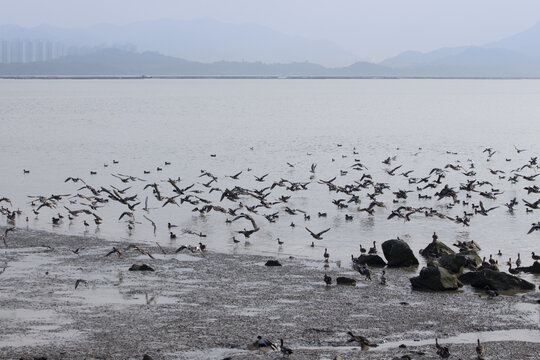 深圳湾候鸟群