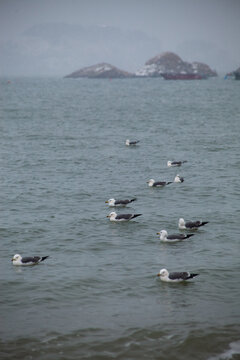 一群海鸥和海岛