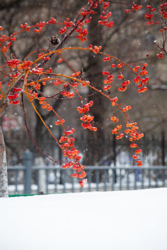 雪天的红果