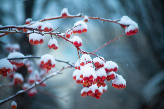 雪中的红果