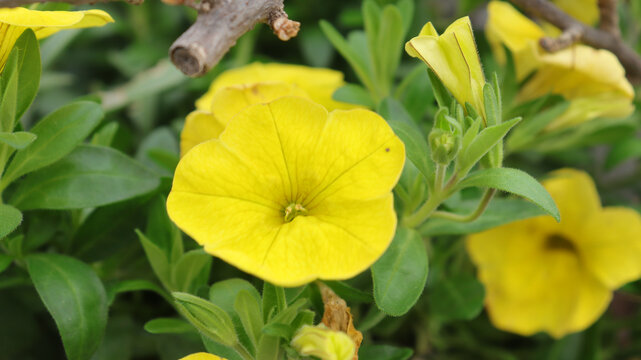 丝瓜花