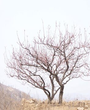 花枝