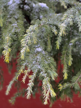 雪雾淞