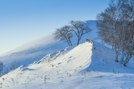 北方冬季雪景