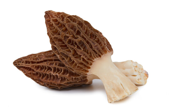 羊肚菌白底圖