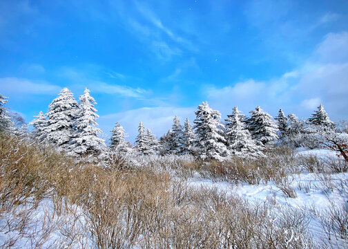 雪松