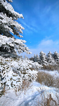 雪松