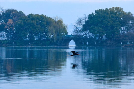 西湖边的鸬鹚