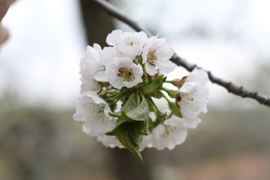 樱桃花特写