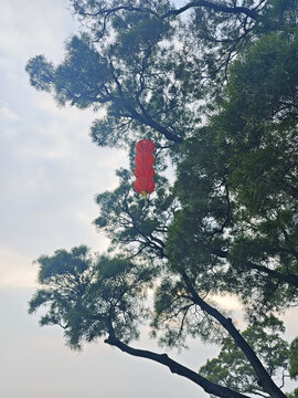 天空和树