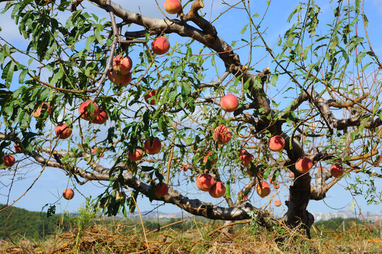桃树结满了果实