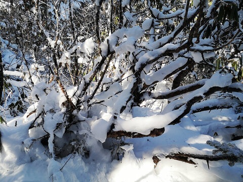 丛林积雪