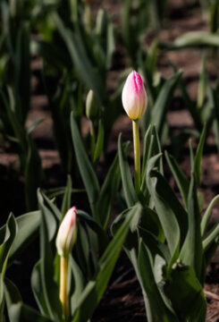 郁金香花苞