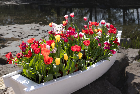 郁金香花船