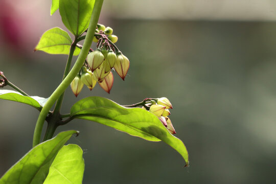 龙吐珠