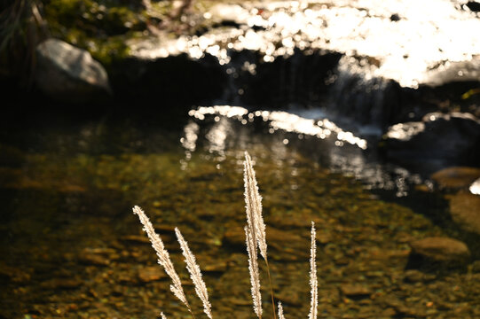 狗尾巴草