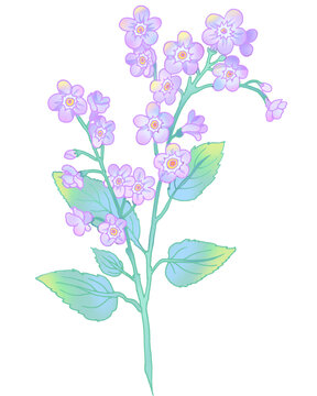 勿忘我插畫