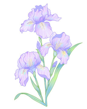 鳶尾花插畫