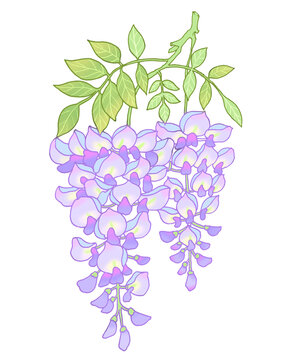 紫藤花插畫