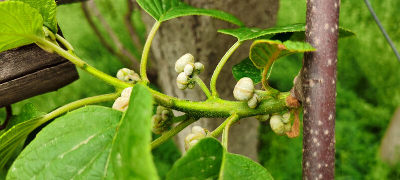 猕猴桃发芽花期开花