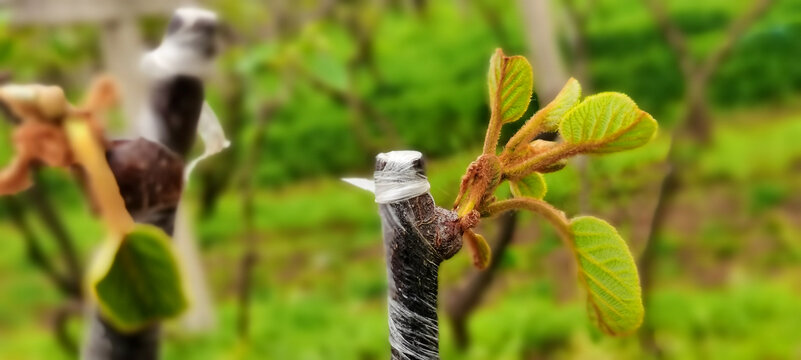 猕猴桃发芽开花