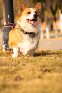 宠物狗柯基犬