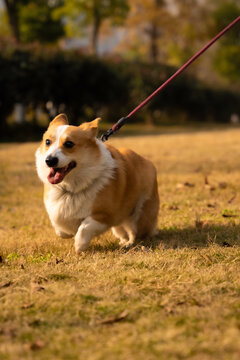 宠物狗柯基犬