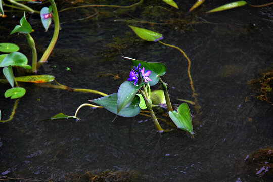 水葫芦花开