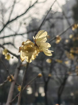 逆光梅花