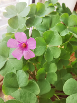 冬天里的酢浆草