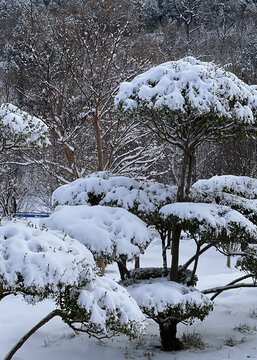 树挂雪景