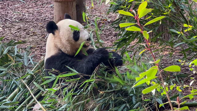 干饭的大熊猫