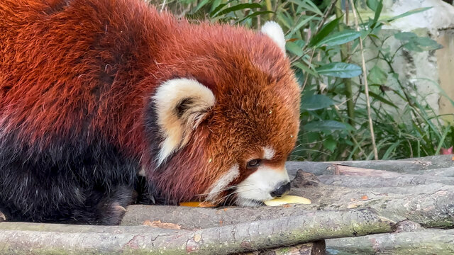 吃东西的小熊猫