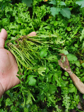 荠菜野菜采野菜采荠菜